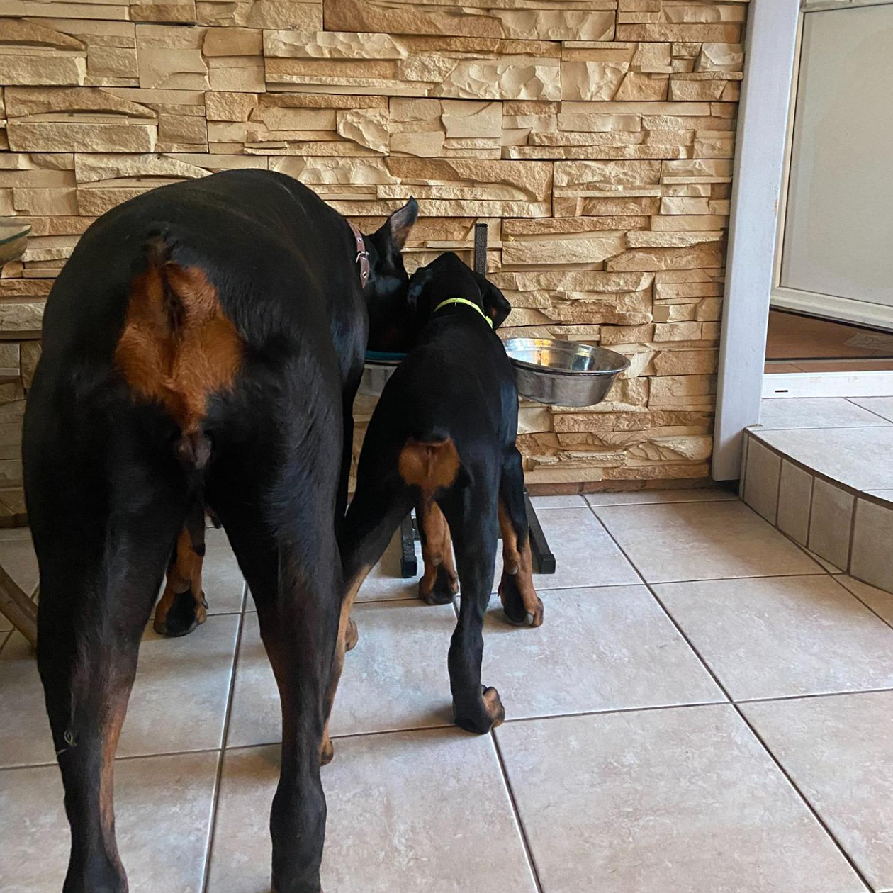 Наша собака с одним из щенков