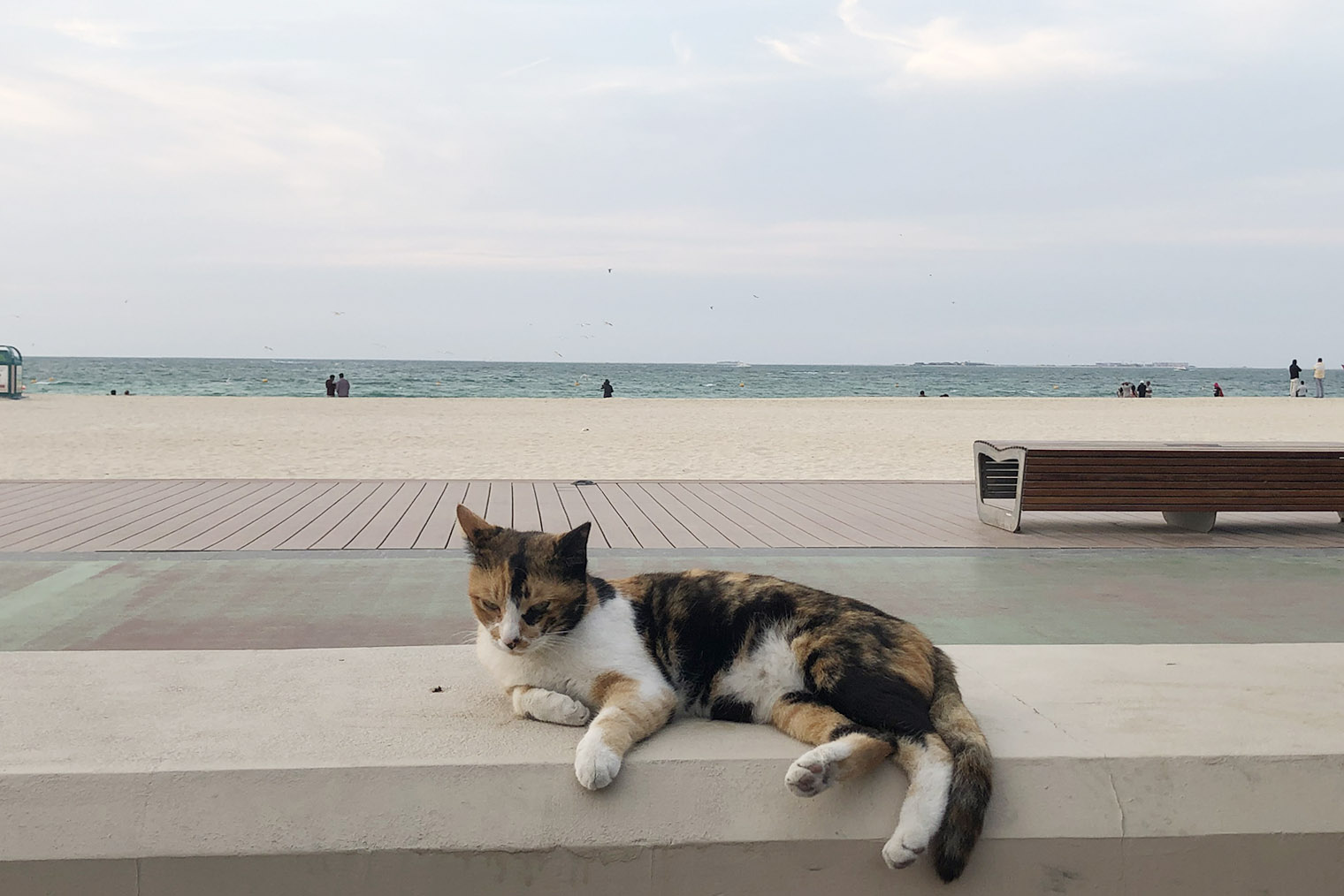 На пляже «Сансет» мы впервые увидели уличную кошку. В Дубае за кормление бродячих животных предусмотрен штраф