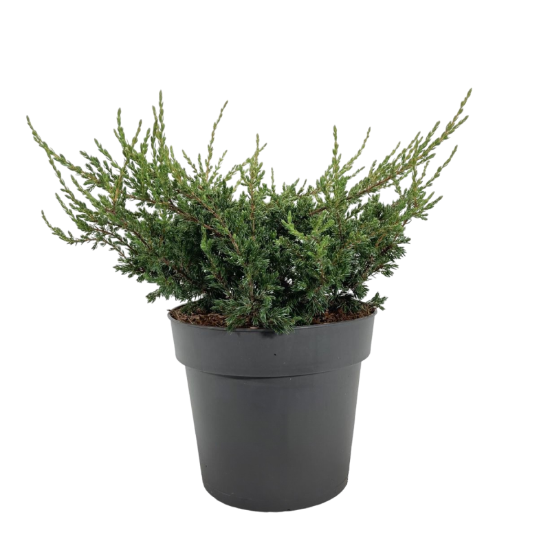 Можжевельник обыкновенный (Juniperus communis)