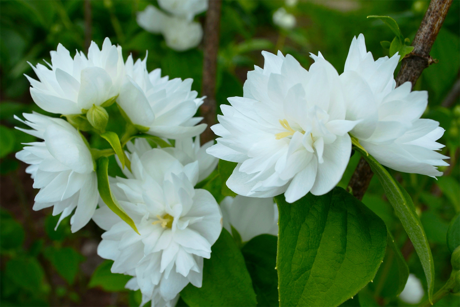 Невероятно красивое цветение махрового чубушника. © Наталья Белаева