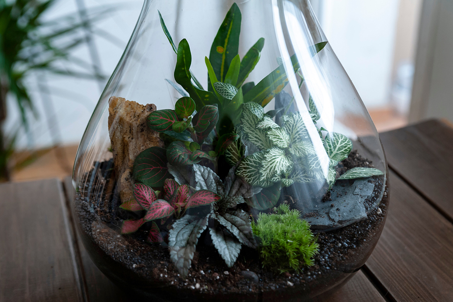 Правильно составленный грунт для флорариума — половина успеха в выращивании. Он должен быть максимально рыхлым и хорошо пропускать влагу, иначе корни в скором времени начнут гнить. Фотография: qnula / Shutterstock / FOTODOM