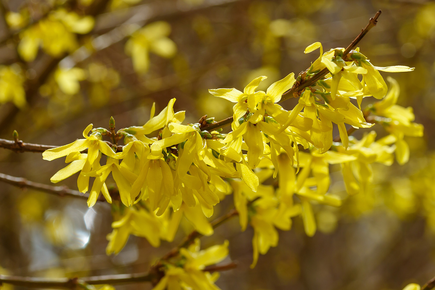 Цветки форзиции. Фотография: Flower_Garden / Shutterstock / FOTODOM