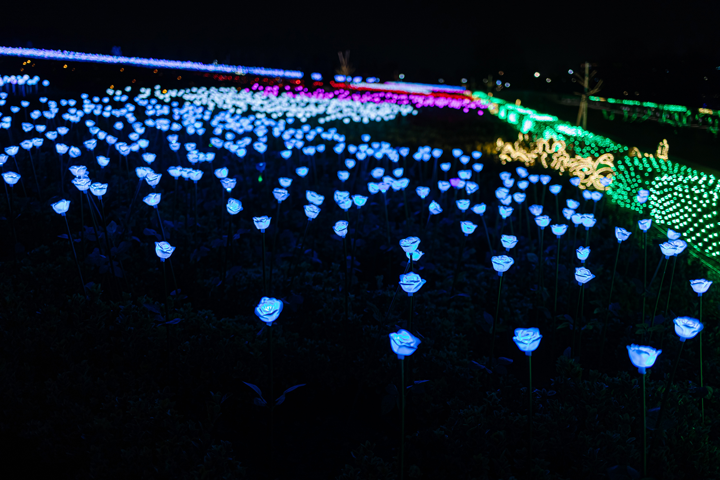 Зимой в парке вместо живых цветов — искусственные. Например, поляны светящихся роз