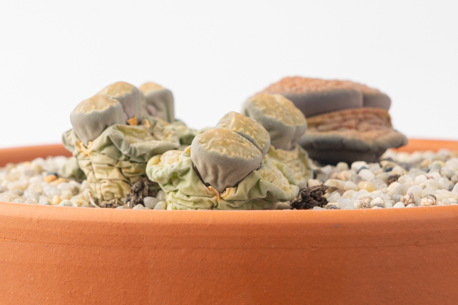 Литопс линяет. Фотография: Ermak Oksana / Shutterstock / FOTODOM