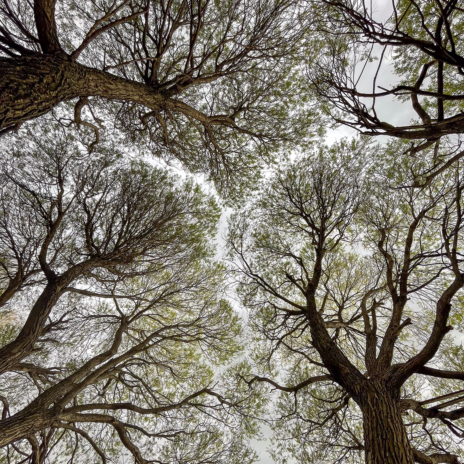 Деревья на набережной