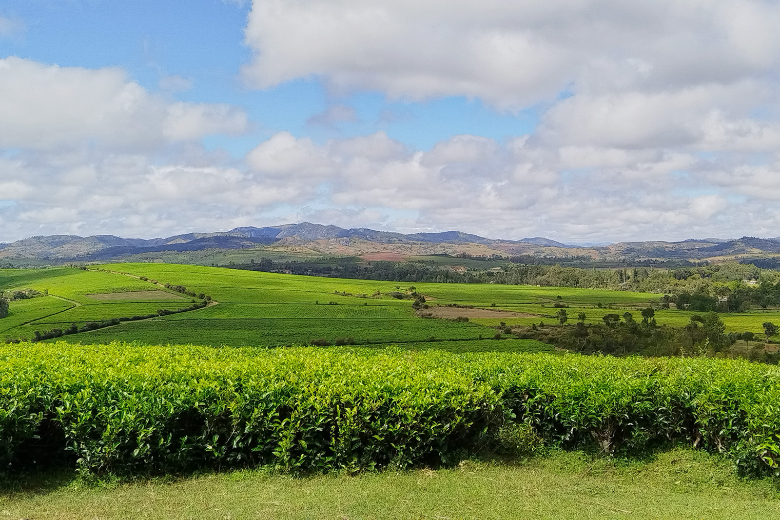 Поля чайной плантации в Сахамбави кажутся бесконечными
