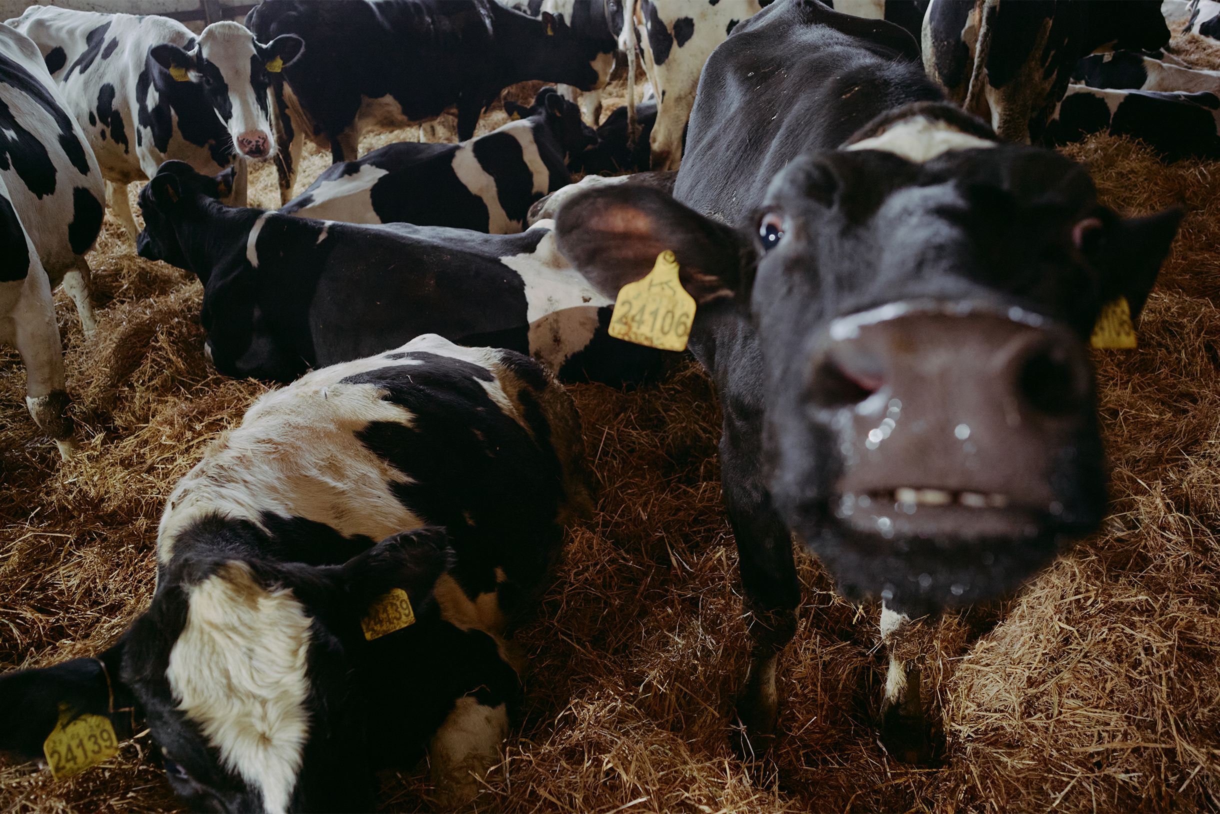 В Европе фермы в основном семейные, на 50 коров. Робот там нужен, чтобы не вставать в пять утра и не нанимать работников — это про комфорт и качество жизни