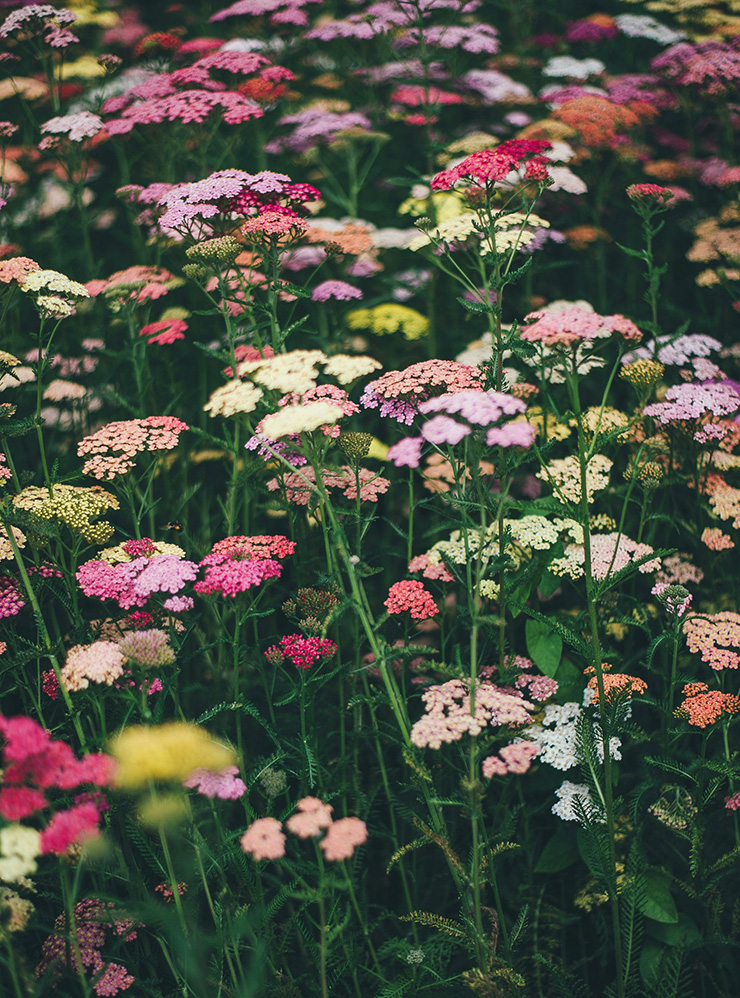 Тысячелистник — популярное и неприхотливое растение для природного цветника. Фотография: Annie Spratt / Unsplash