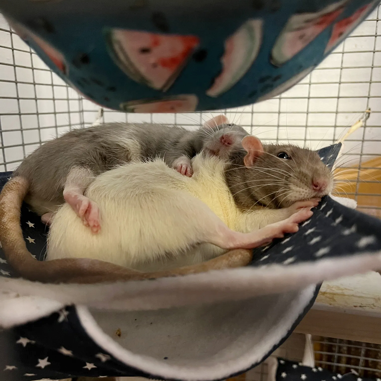 Психея и Сильвия спят в обнимку