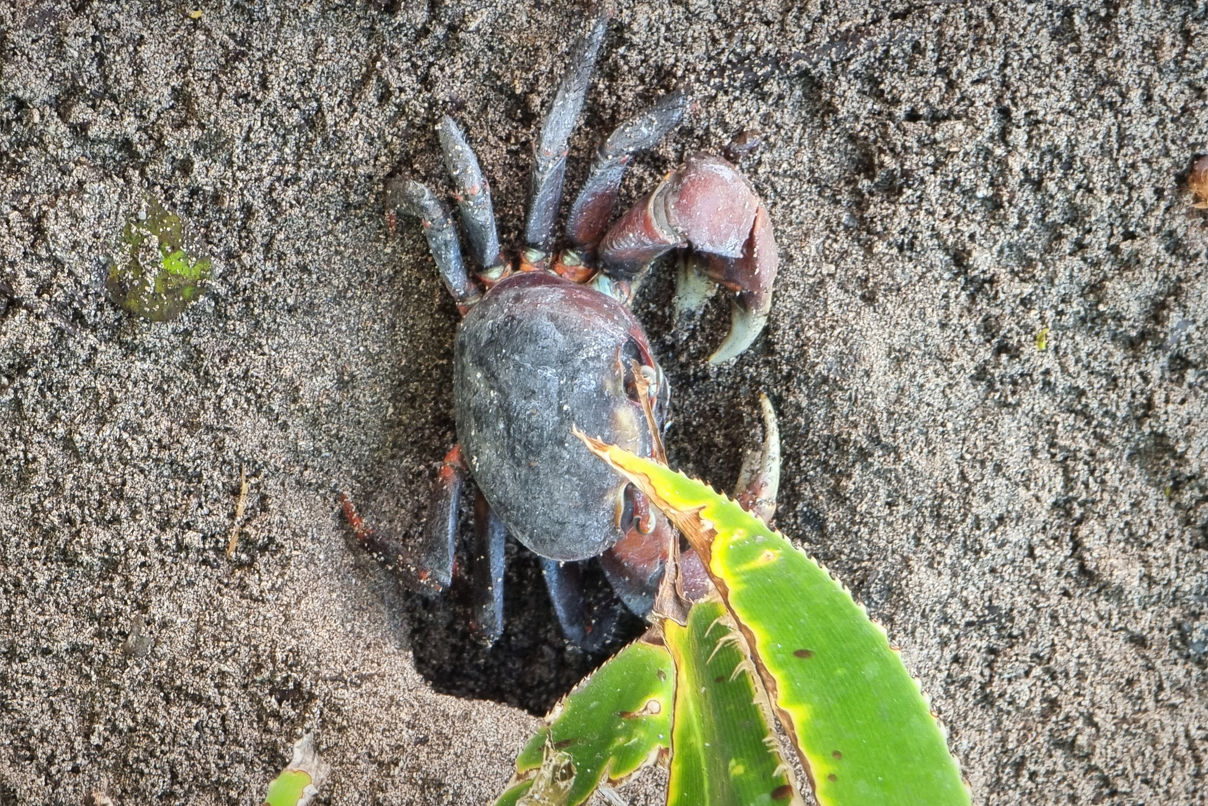 На территории отеля живет огромное количество крабов. У многих норок даже стоят таблички с именами, но этот конкретный краб оказался безымянным