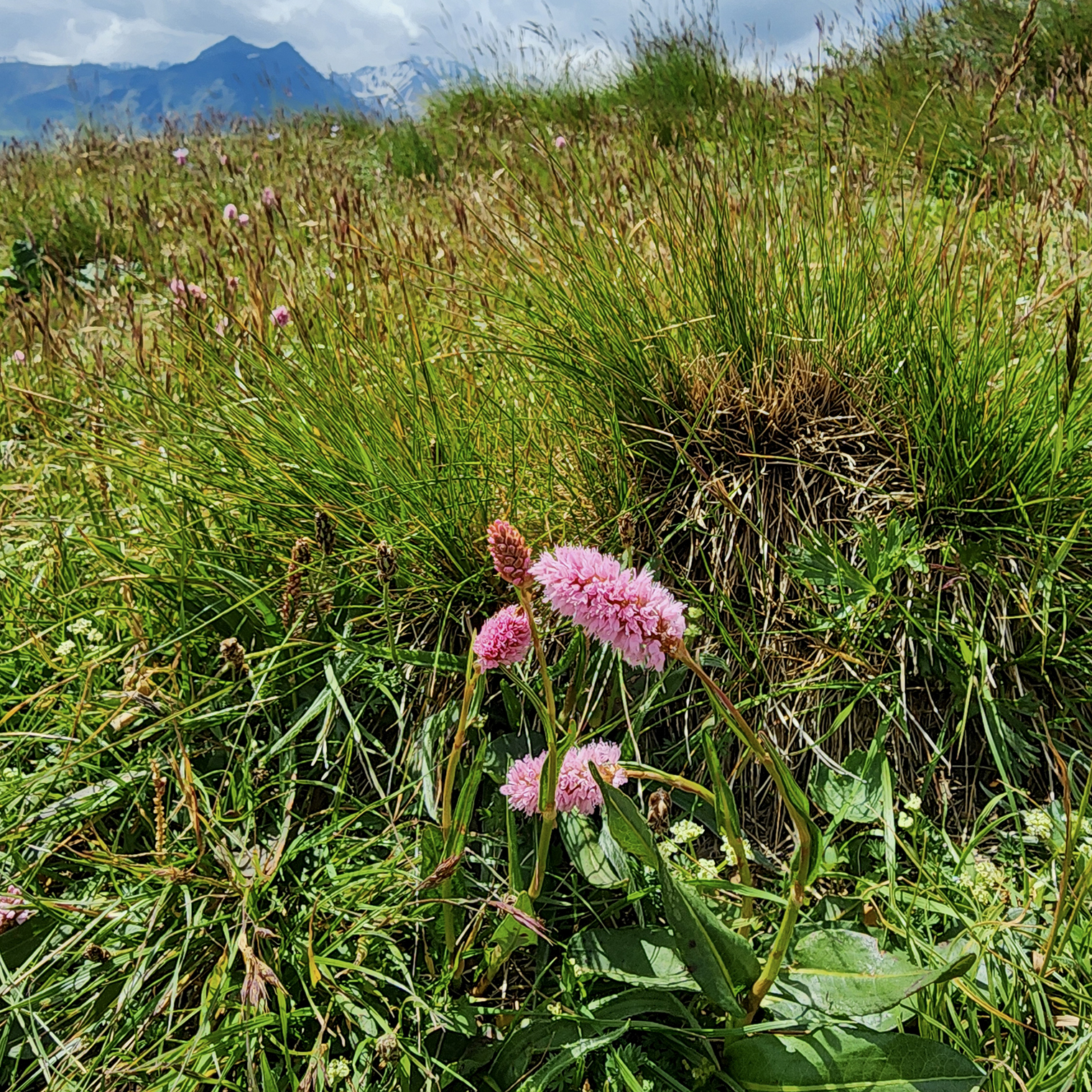 Горец змеиный — многолетнее растение, которое обладает лечебными свойствами. Узнала я об этом уже дома, а в моменте просто сфотографировала красивые горные цветочки