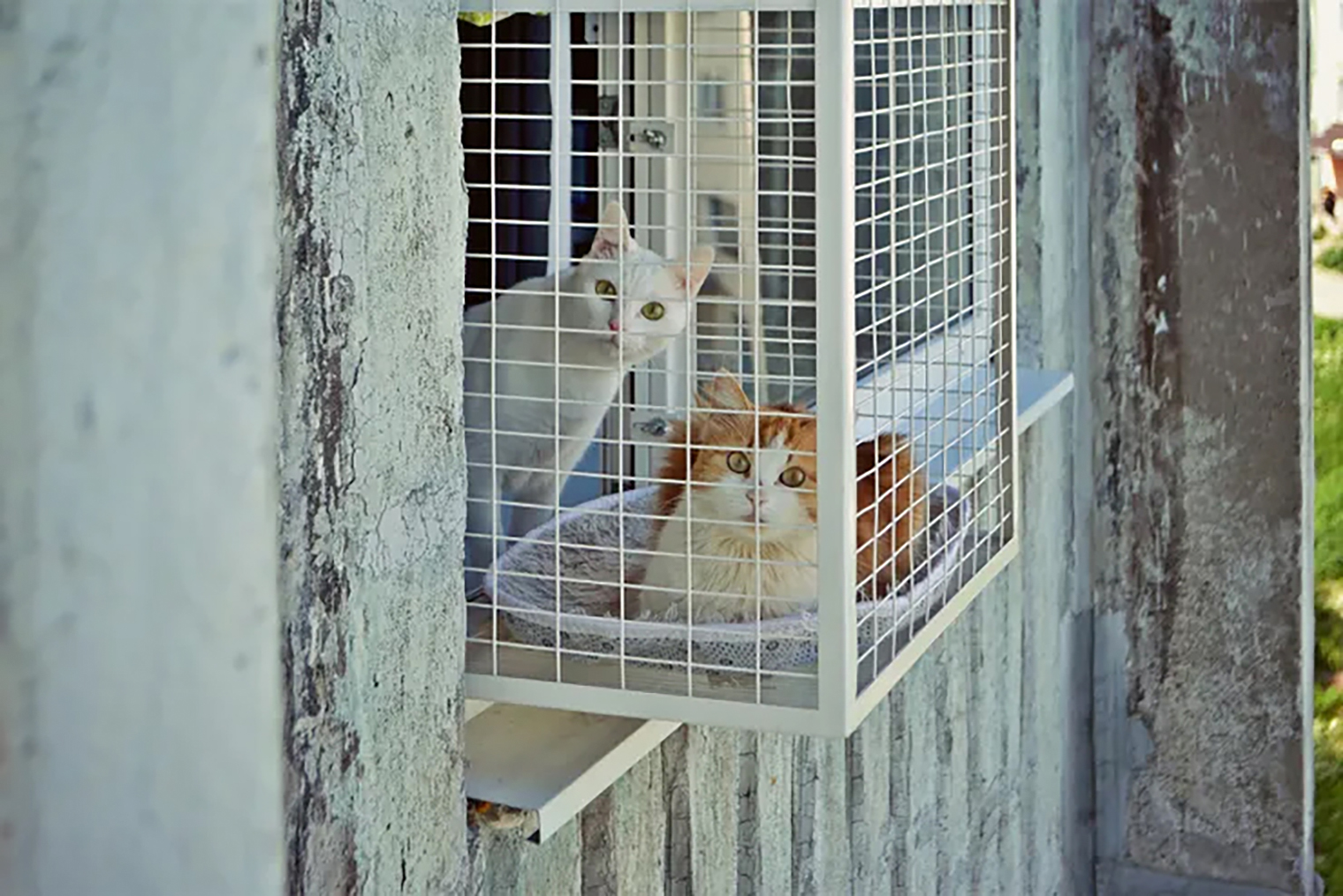 На специальном балконе питомцы будет в безопасности и не выпадут из окна. Источник: catsafety.ru