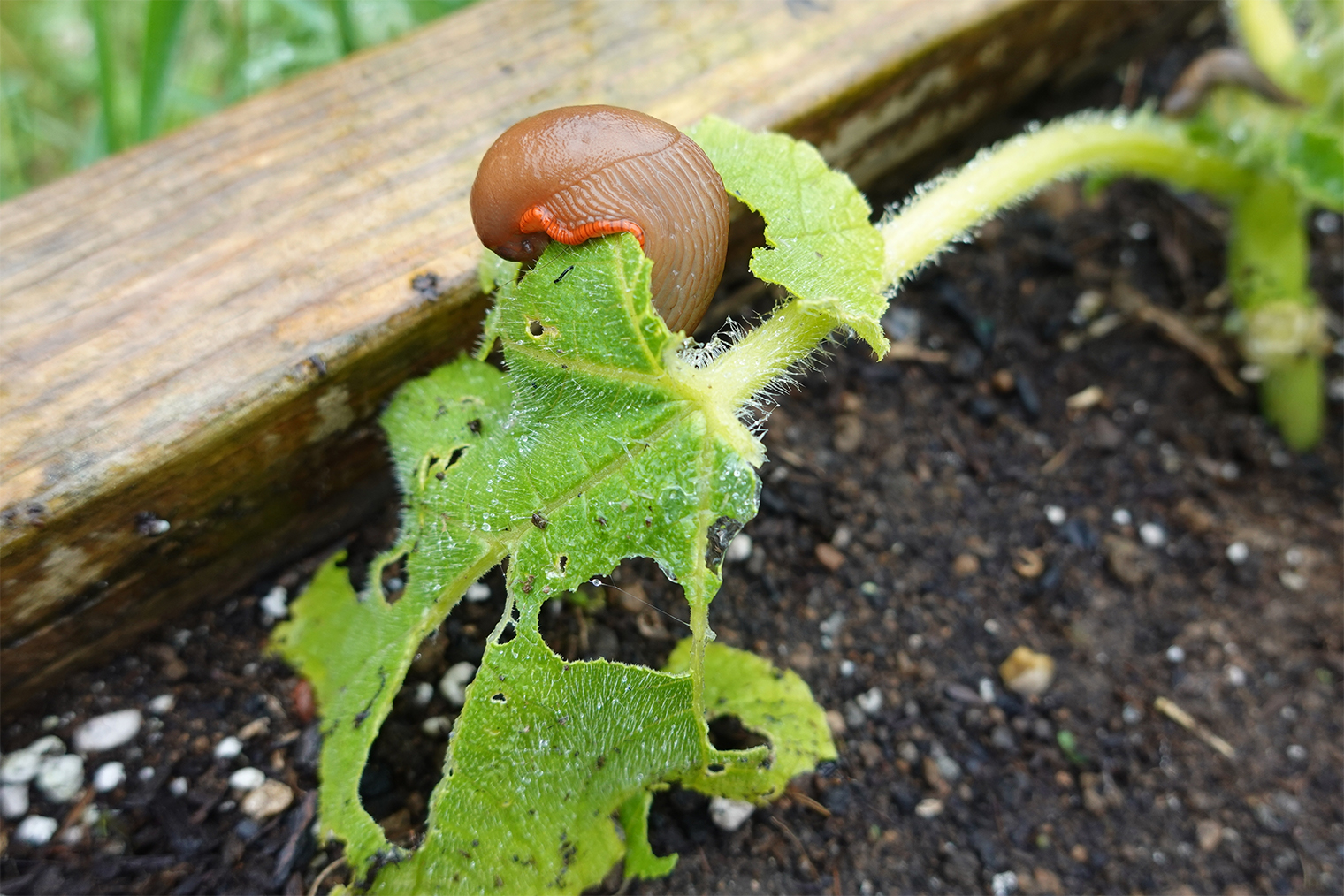 Растение, пораженное слизнями. © La Huertina De Toni / Shutterstock / FOTODOM