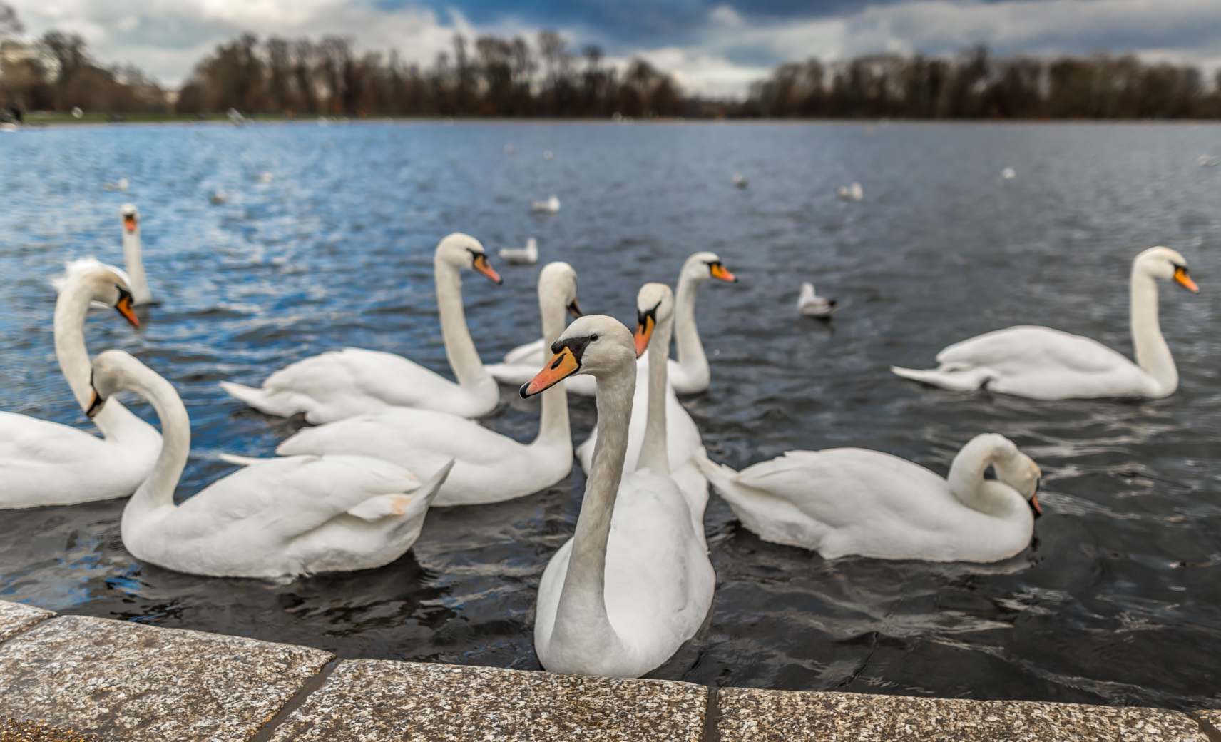 Птицы в Гайд-парке