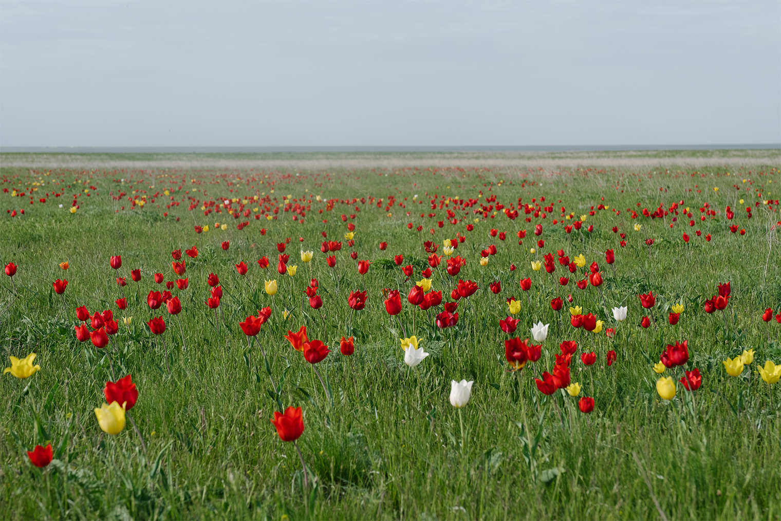 Тюльпаны в калмыцкой степи. © Анастасия Пожидаева