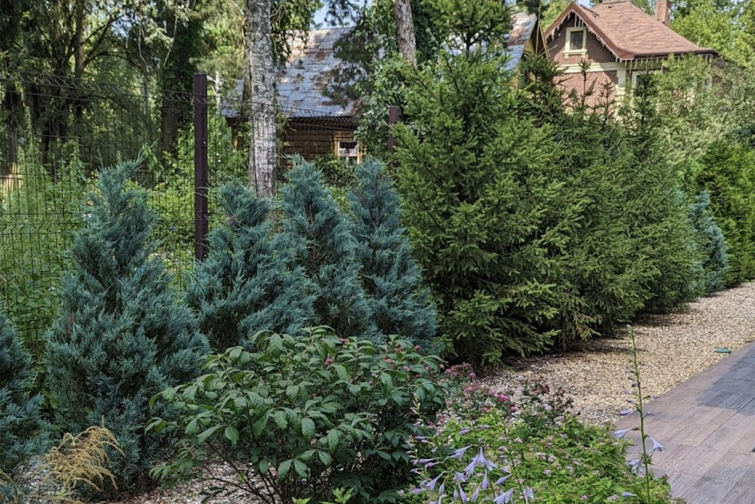 Комбинированная посадка. Можжевельники на переднем плане со временем образуют стриженую стену, а ели позади них будут расти свободно. Такая линейная посадка не будет выглядеть монотонно. Источник: razumsad.com