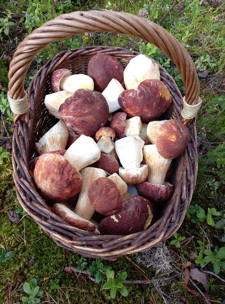 Это самые свежие грибы, фото сделаны в лесу. Шляпки упругие, ничего нигде не сморщилось и не обветрилось