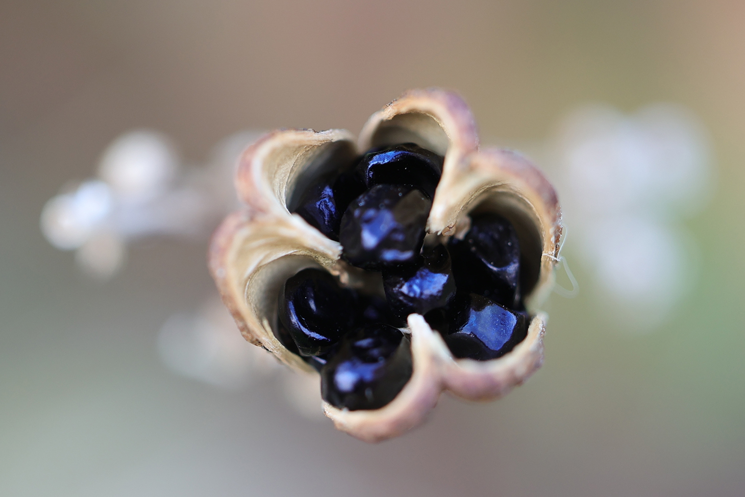 Семена лилейника. Фотография: Nebula photographies / Shutterstock / FOTODOM