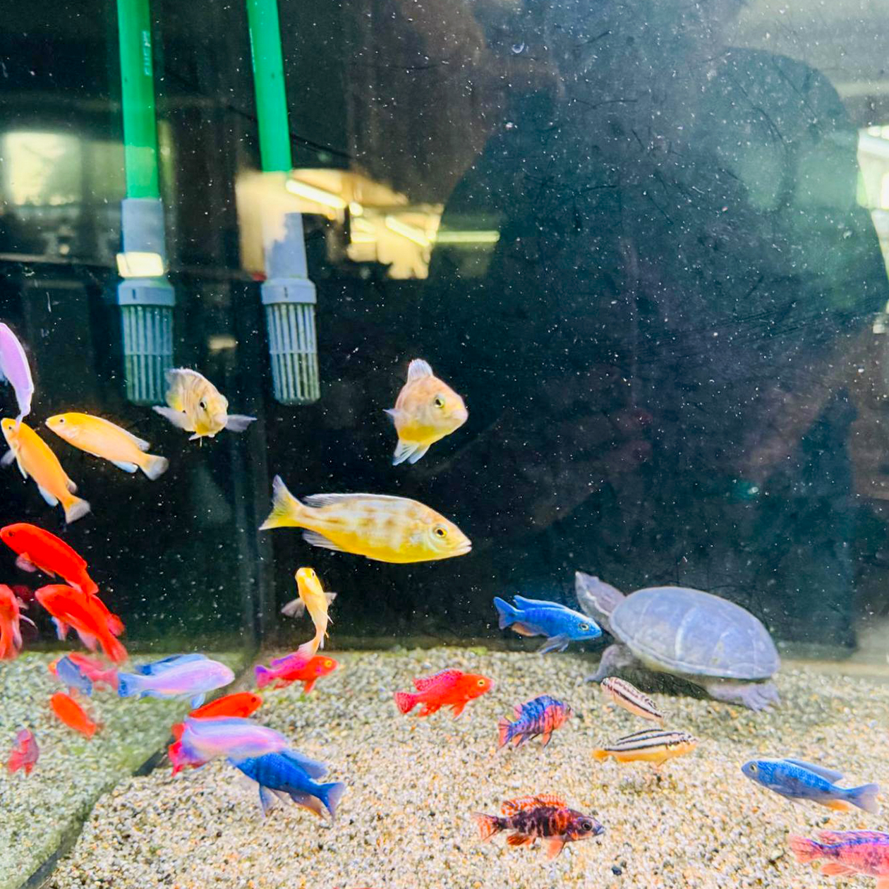 Рыбки и черепаха Клавдия