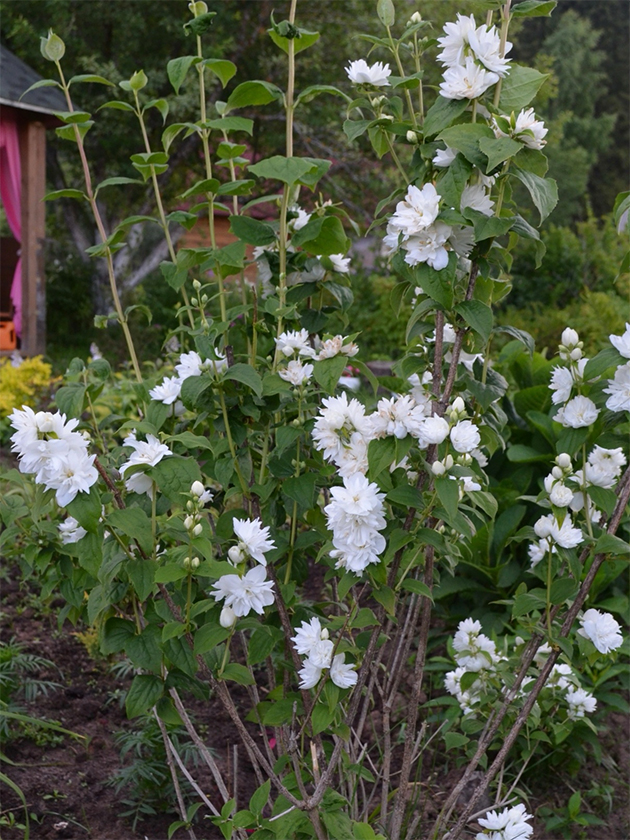 Высокие побеги, которые поднимаются над цветущими, — это и есть молодые приросты. © Наталья Беляева