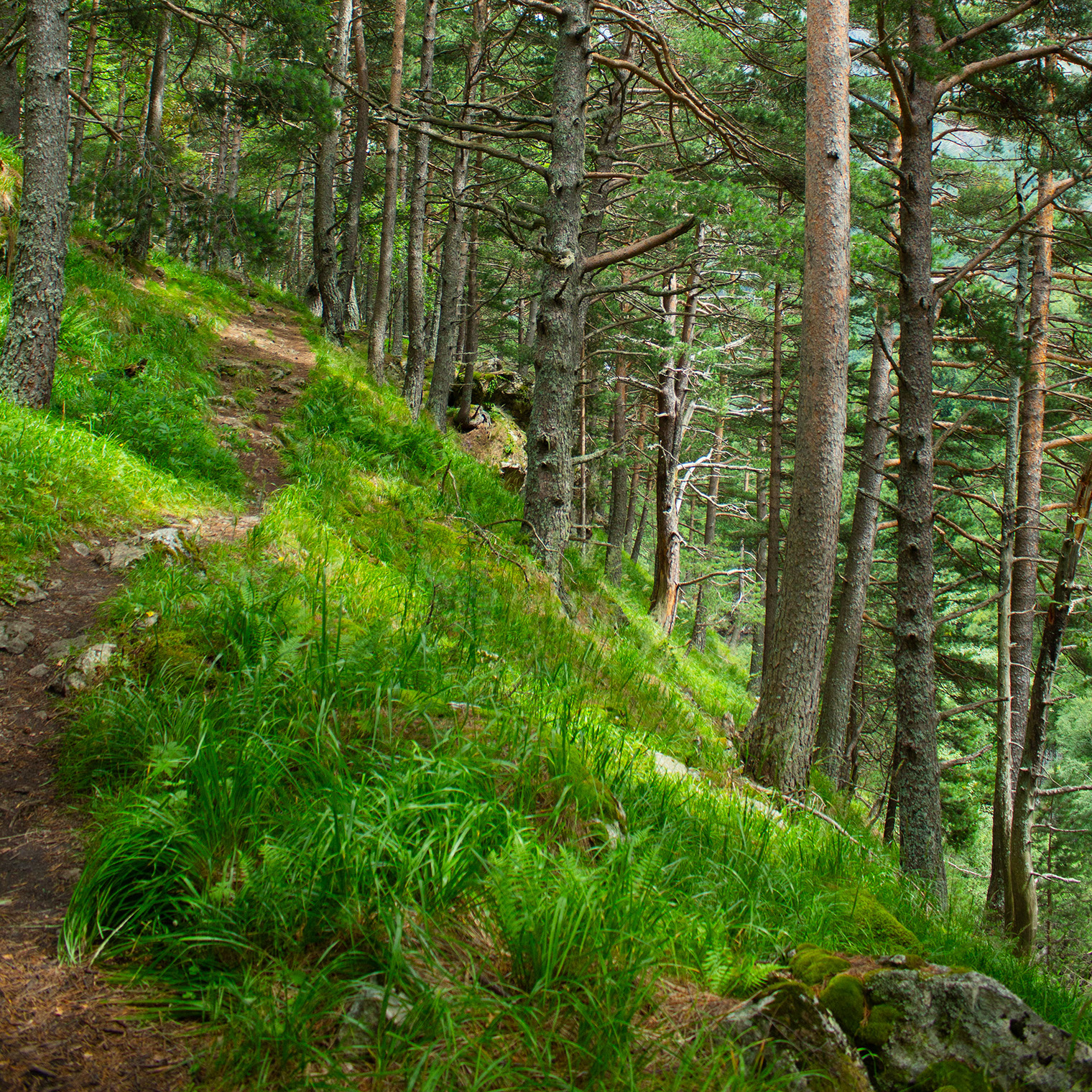Тропа «Кубусской кругосветки» показалась мне несложной, но будьте готовы к участкам с затяжными подъемами