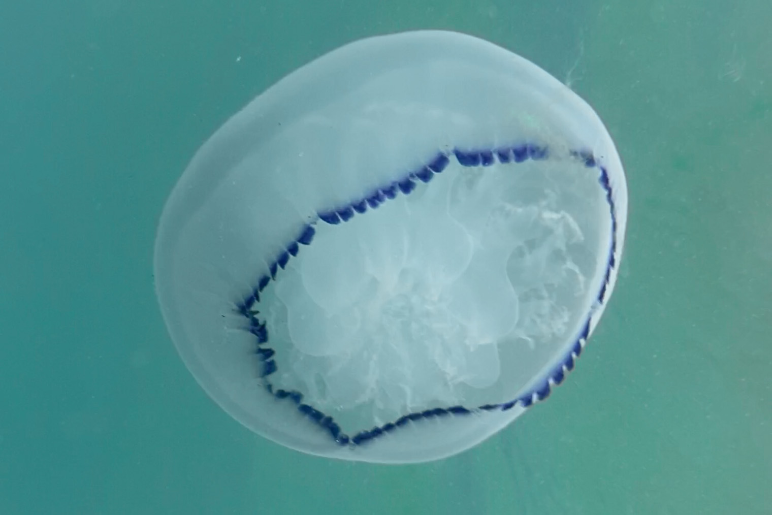 Эту медузу я сфотографировала под водой. Ее диаметр — не более 10 см