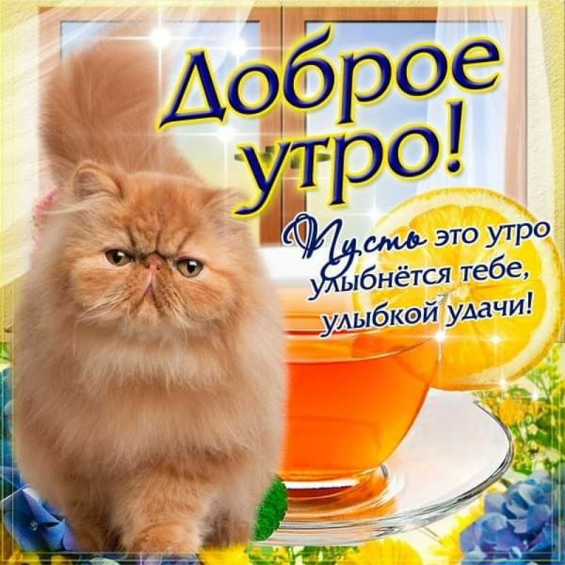 Кот и чай