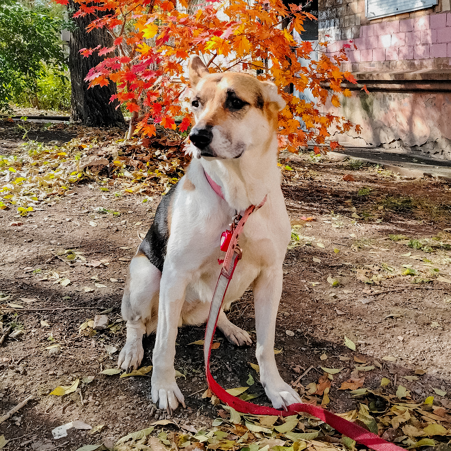Осень, в любую погоду Бусинка фотогенична