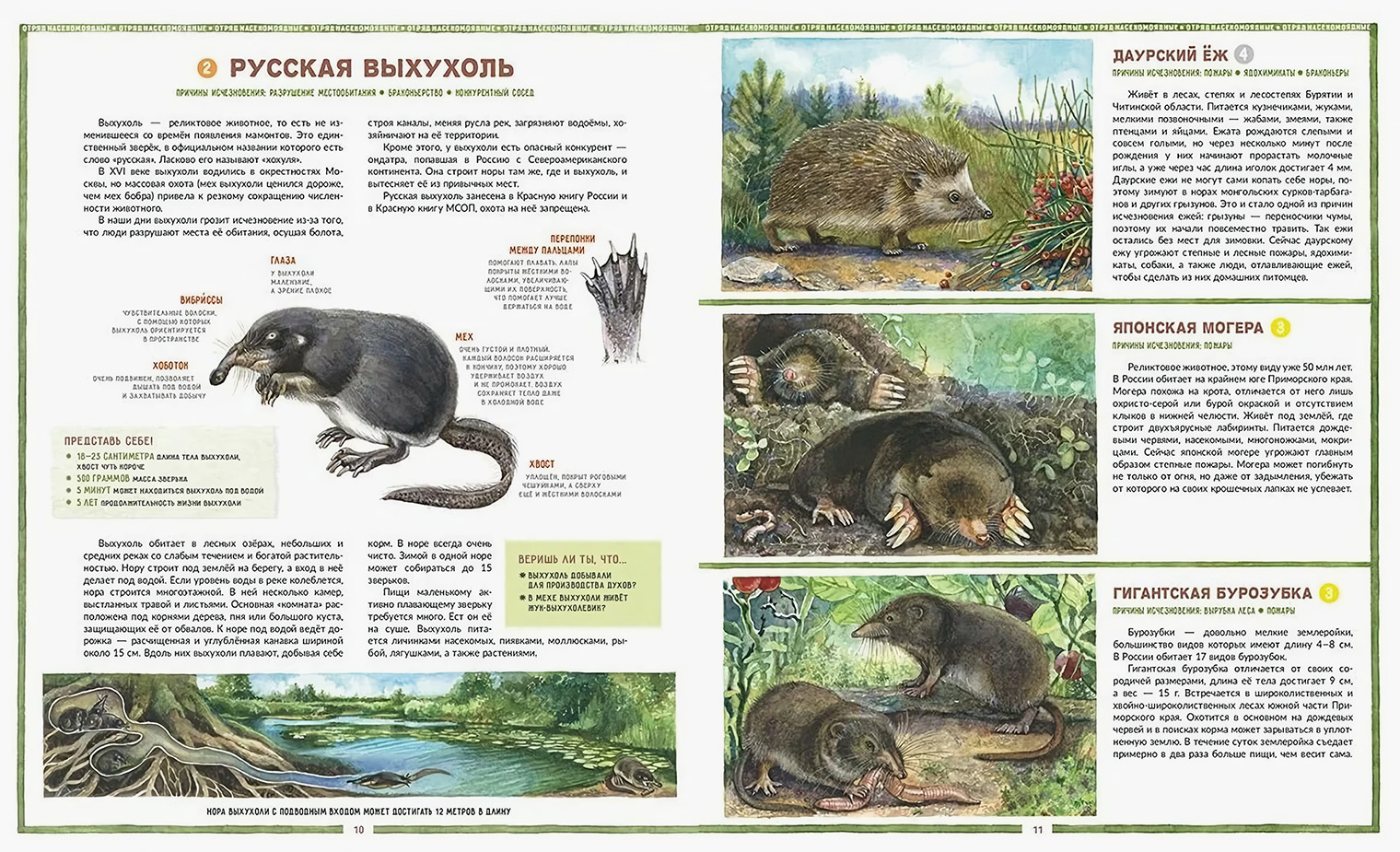 Натуралистичные иллюстрации дают точное представление о том, как выглядит животное