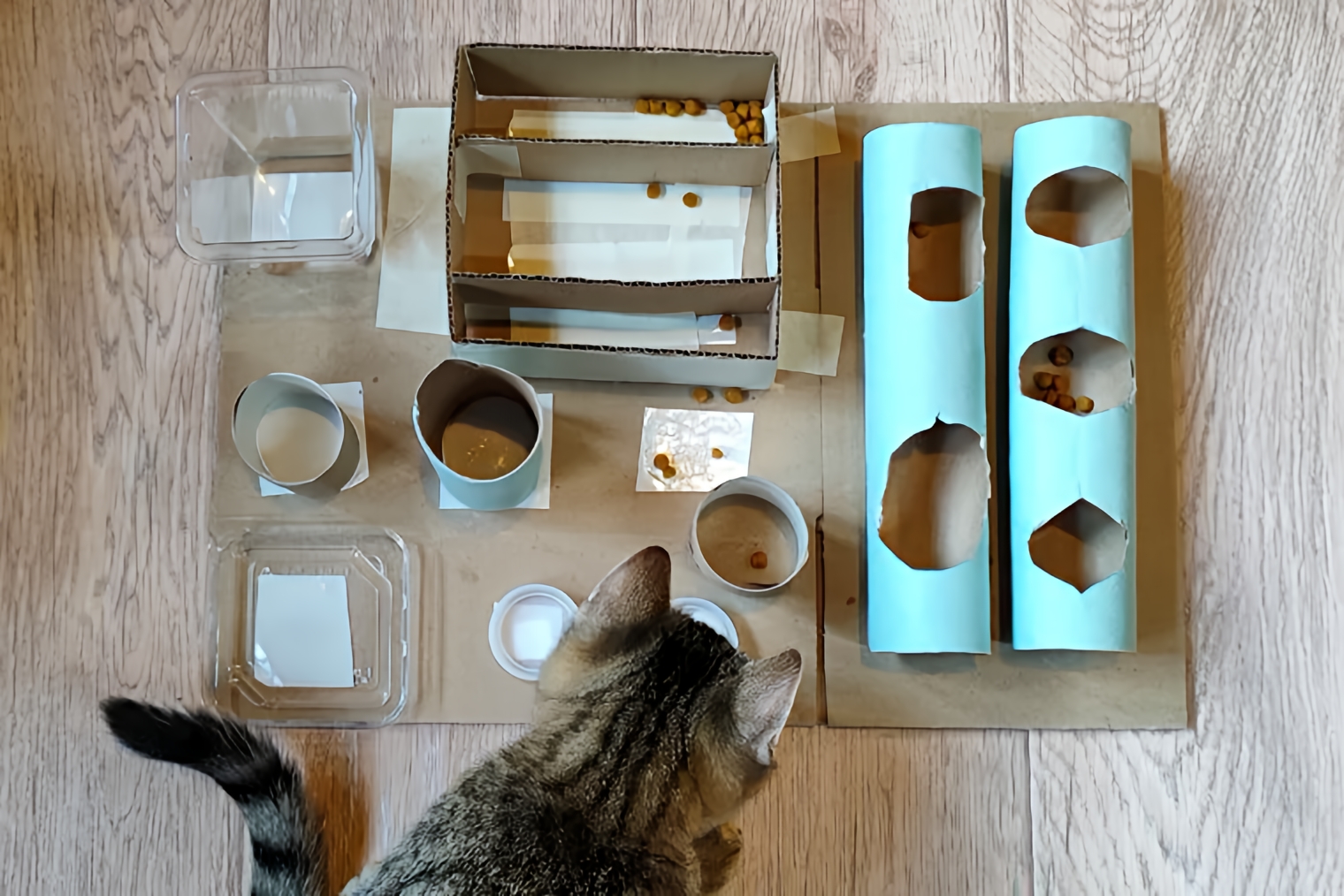 Самодельная головоломка, из которой кошка добывает еду. © Маша Котовник
