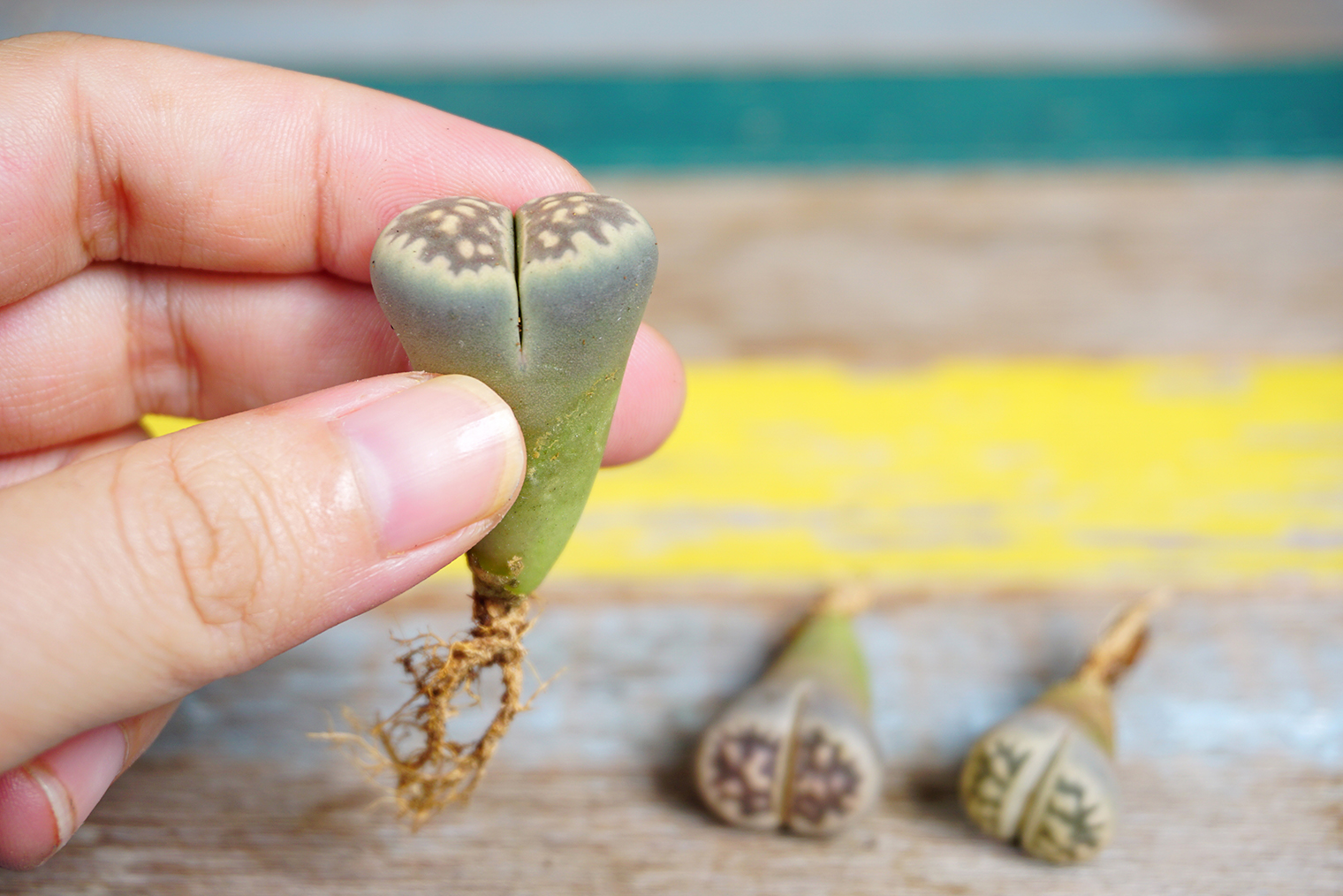 Литопсы в ожидании переезда. Повреждение этого стержневого корня может оказаться смертельным для растения. Фотография: Ploychan Lompong / Shutterstock / FOTODOM