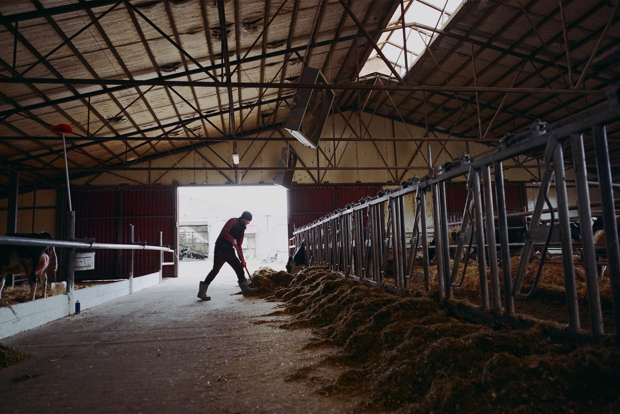 В России же фермы крупные, на сотни и тысячи голов, где работает много наемных сотрудников
