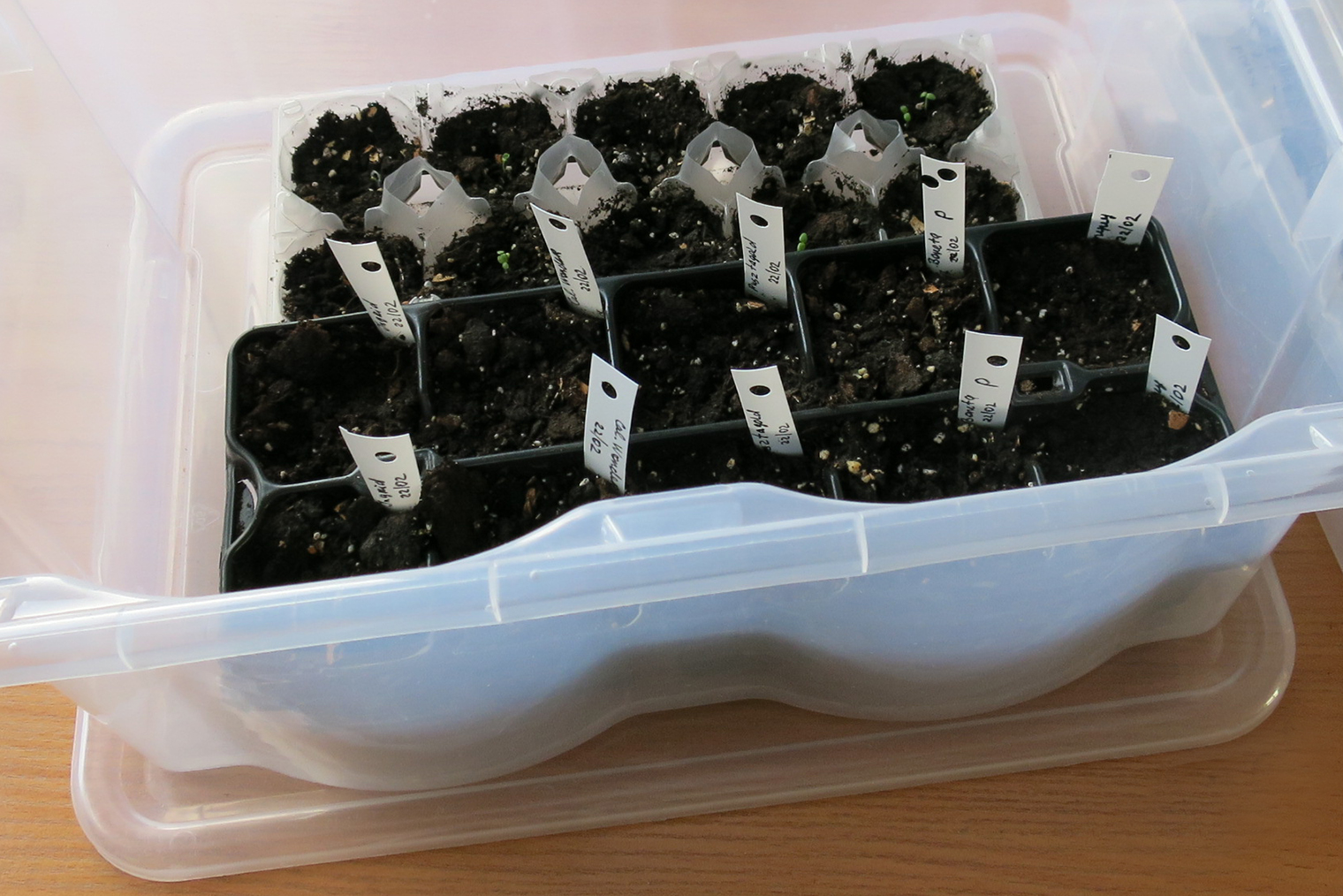 Пластиковые боксы — идеальные мини-теплички для проращивания семян