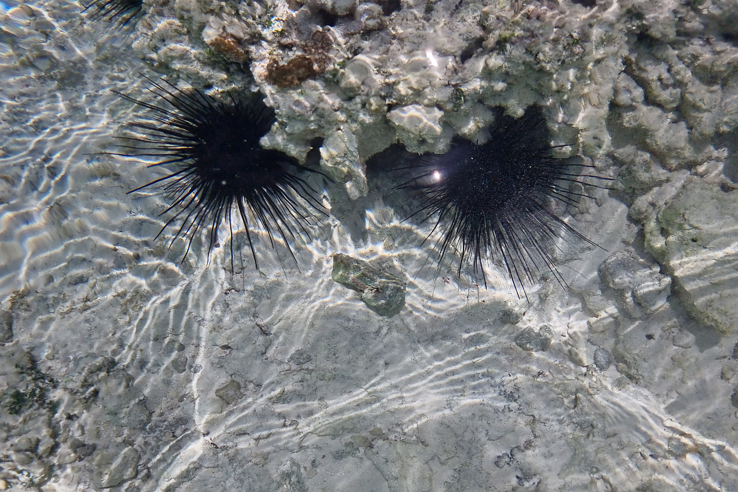 Морские ежи, которых мы обнаружили во время прогулки по воде. На пляже нужно всегда смотреть под ноги, чтобы не было неприятного сюрприза
