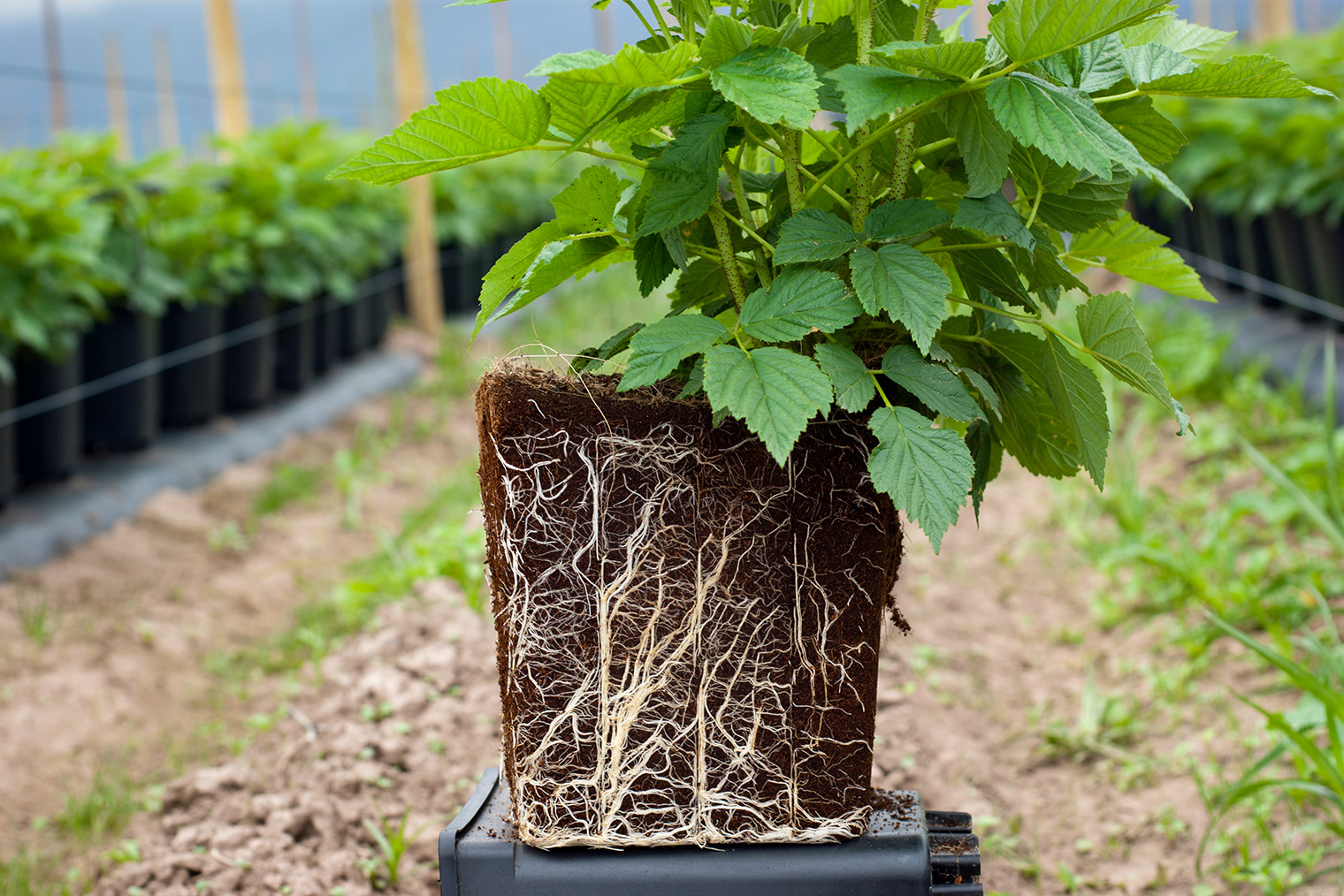 Так выглядит здоровая корневая система — с множеством тонких белых корней. Фотография: Catherine Eckert / Shutterstock / FOTODOM
