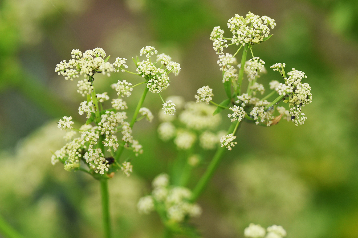 Так выглядит цветок сельдерея. © tamu1500 / Shutterstock / FOTODOM