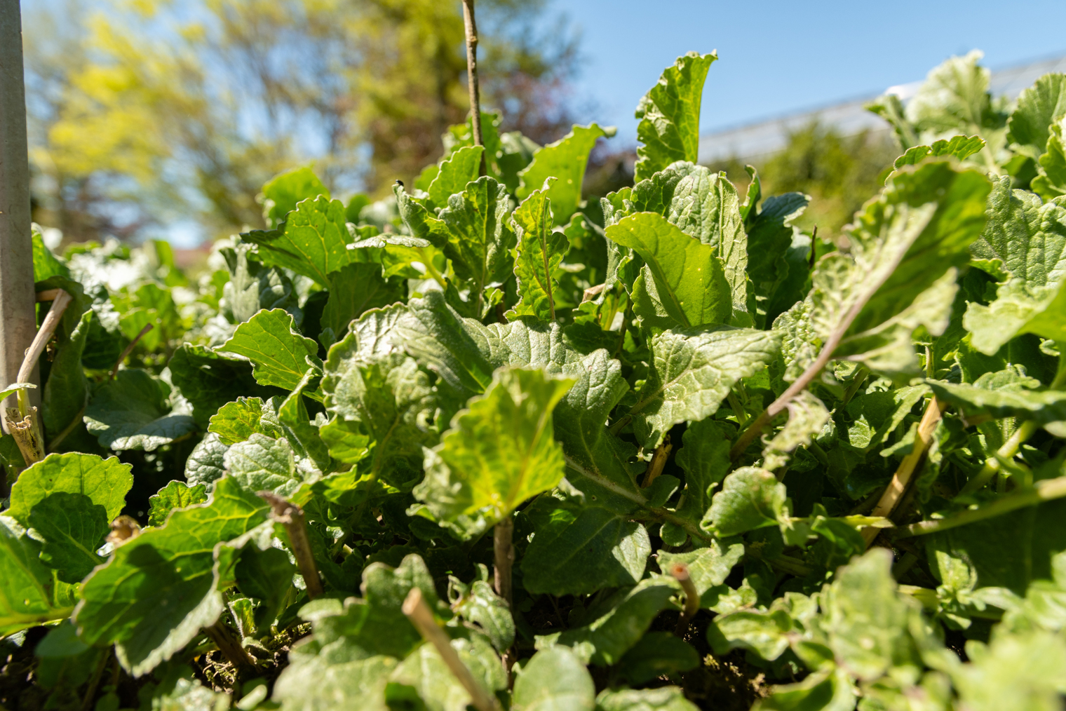 Горчица защищает будущие посадки от вредителей и болезней. Но летом она сама может поражаться крестоцветной блошкой, поэтому сеять ее лучше ближе к осени. Фотография: Robert Buchel / Shutterstock / FOTODOM