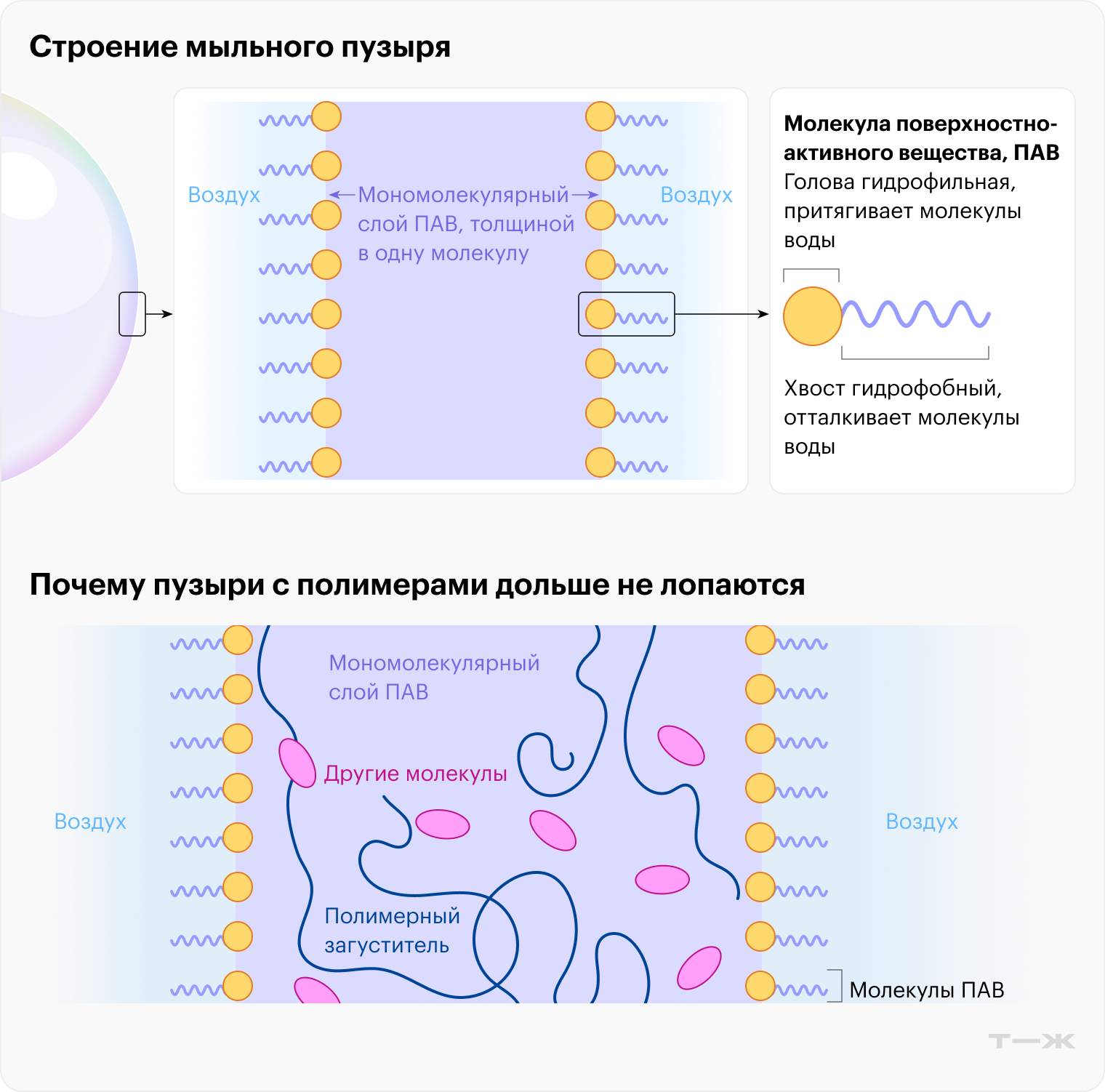 Стенка мыльного пузыря — это «сэндвич» из воды и двух мономолекулярных слоев ПАВ, развернутых хвостами наружу. Полимерный загуститель образует внутри стенки пузыря молекулярную сеть, которая не дает воде стекать вниз. Это продлевает время жизни пузырей