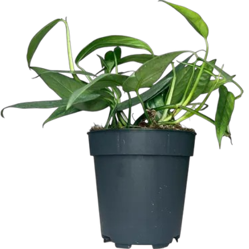 Сциндапсус