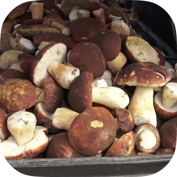 Лейбл заголовка