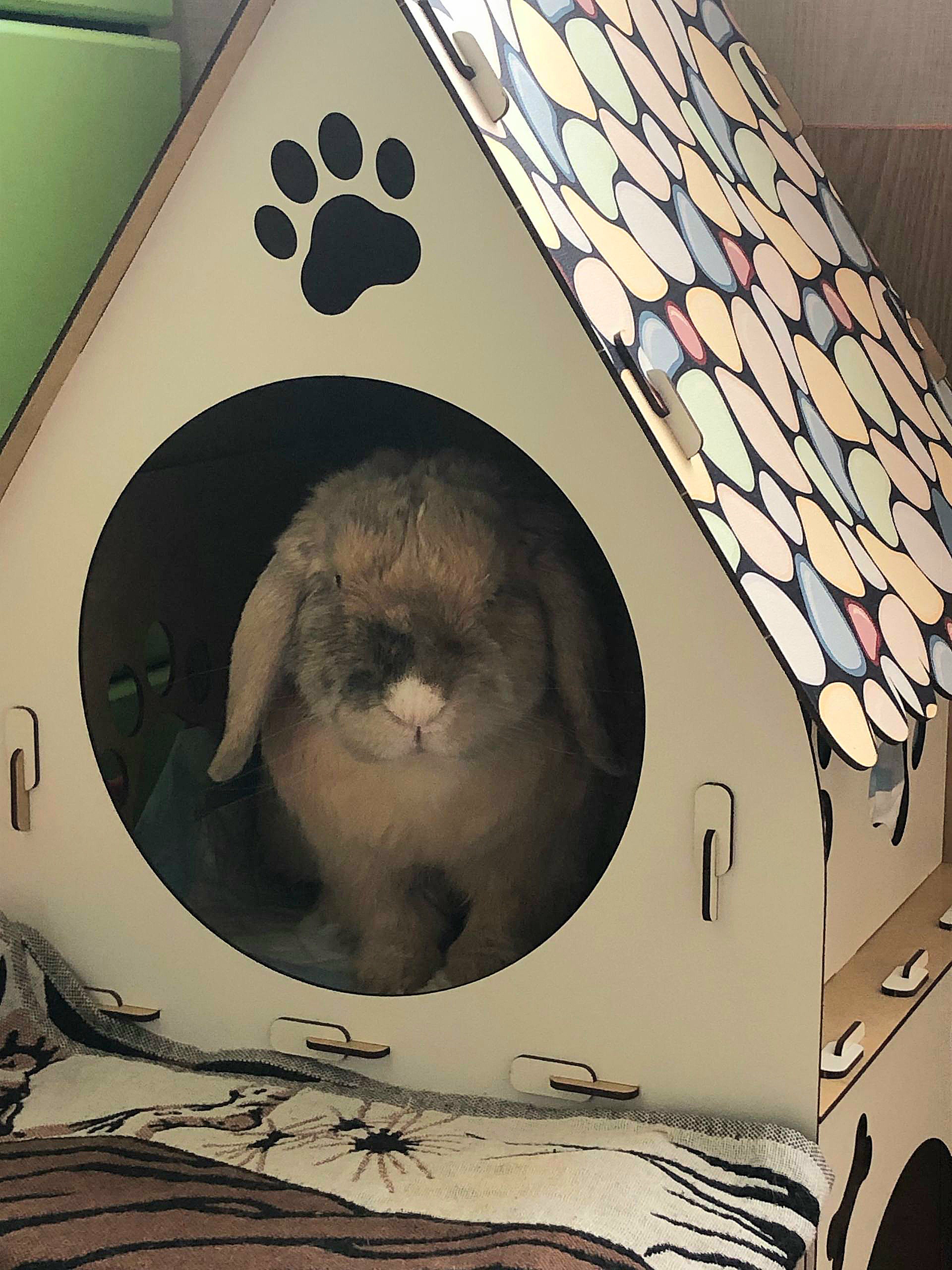 Фото питомца: кролик Бараш в домике