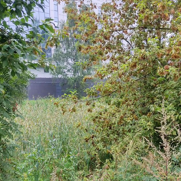 Гуляем вдоль Черной речки