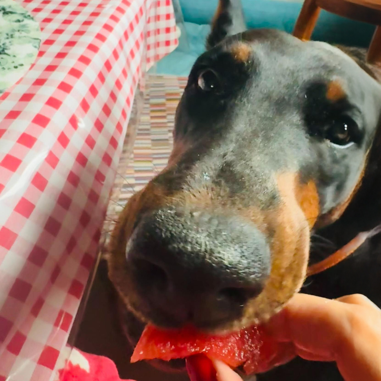 Если просто порезать фрукт и дать, собака даже не притронется. Надо откусить, застонать, закатить глаза, насколько это вкусно, и уже после дать ей кусочек — съест что угодно