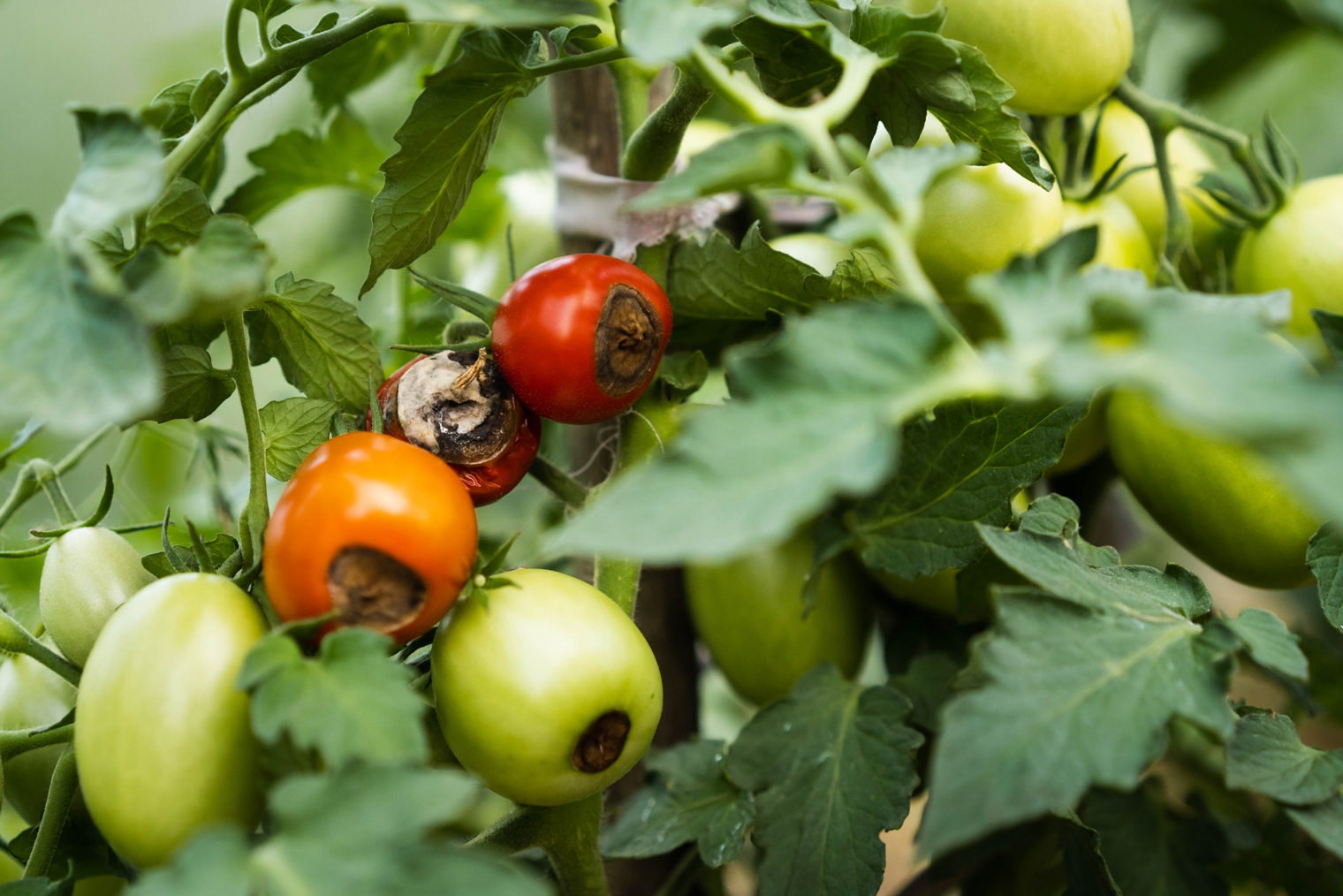 Вершинная гниль на помидорах. Такая проблема бывает и на кабачках. Фотография: Uryupina Nadezhda / Shutterstock / FOTODOM