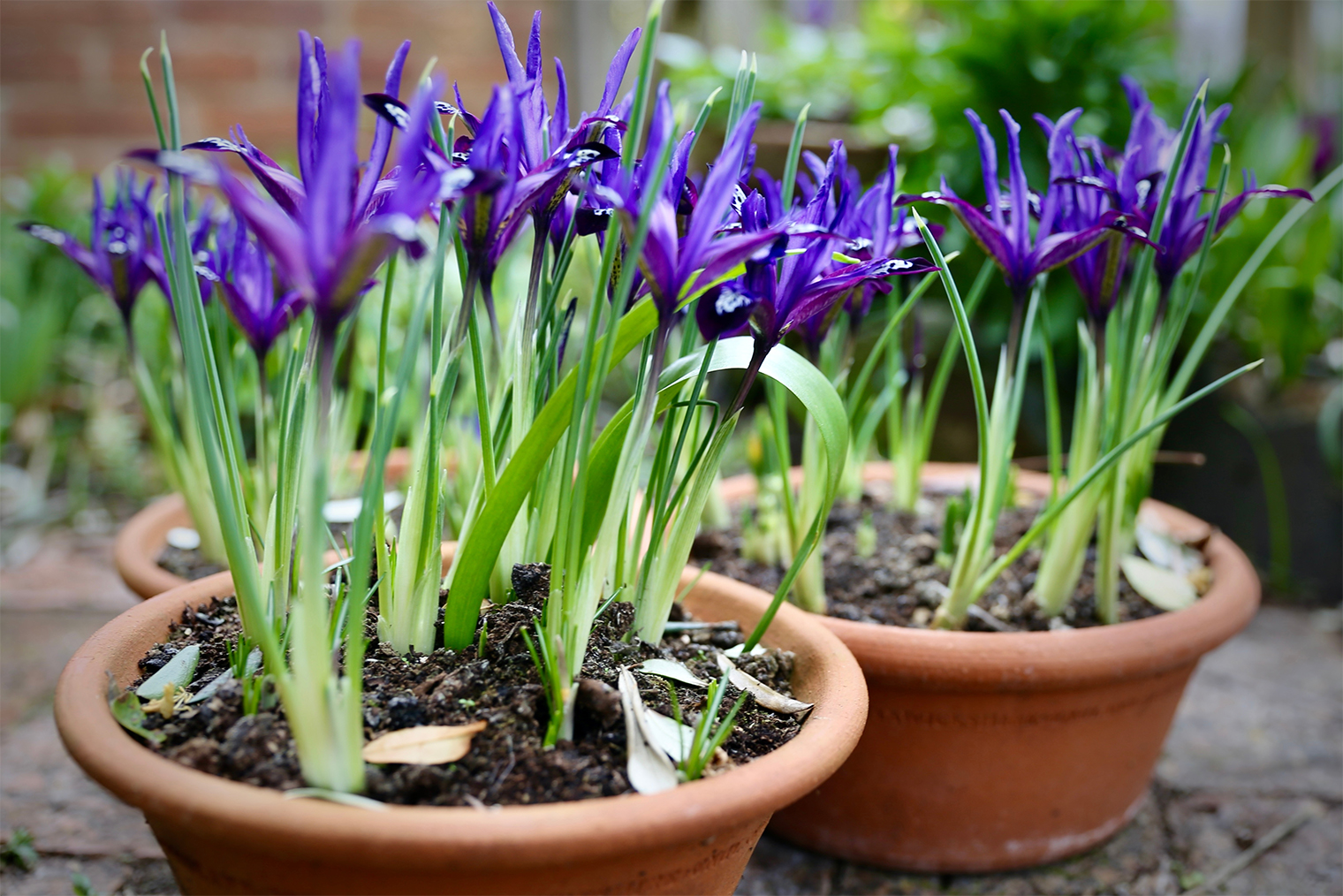 Карликовые луковичные ирисы можно выращивать в кашпо. © Oxford Media Library / Shutterstock / FOTODOM