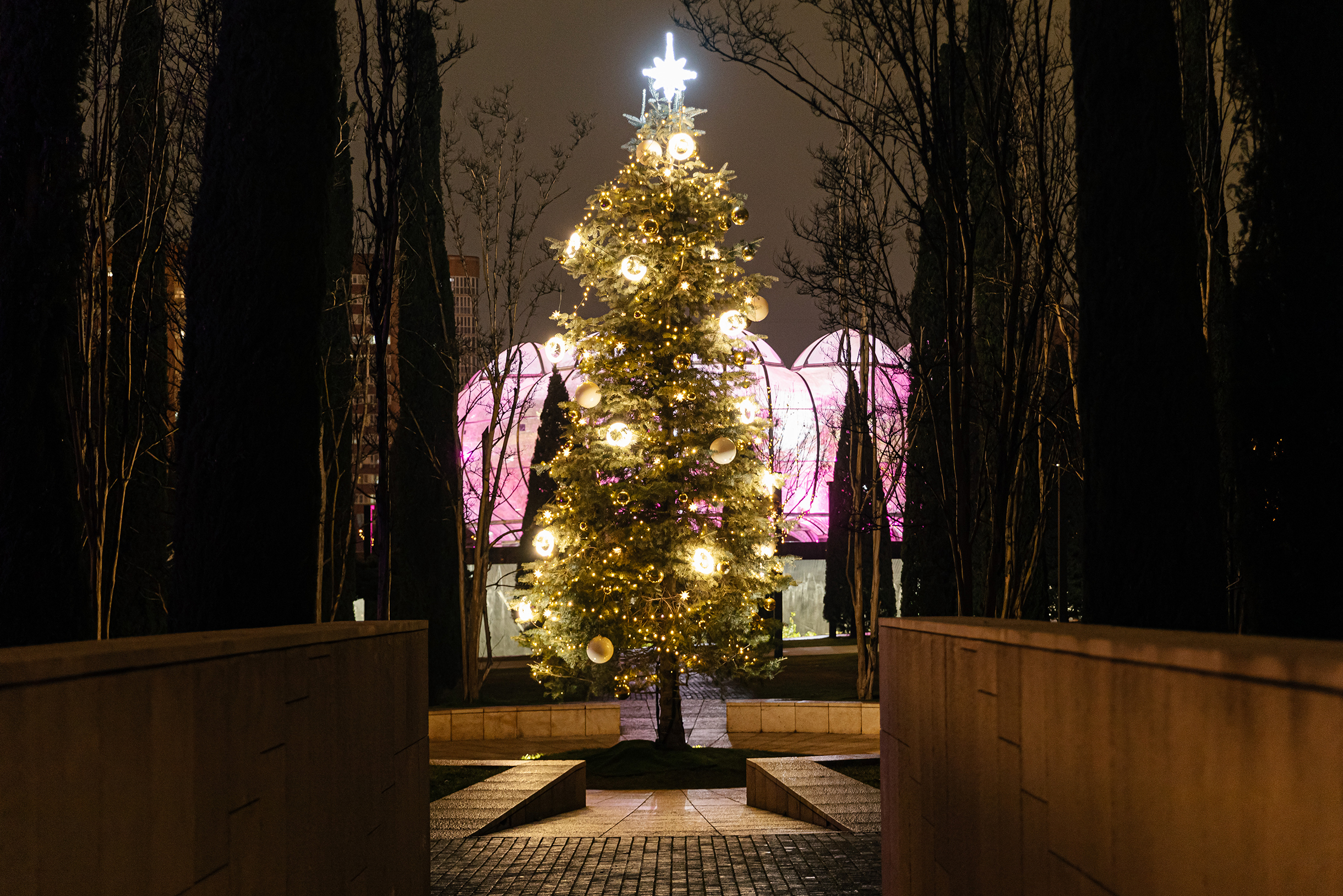 Деревья украсили елочными шарами. На вершине — яркая звезда