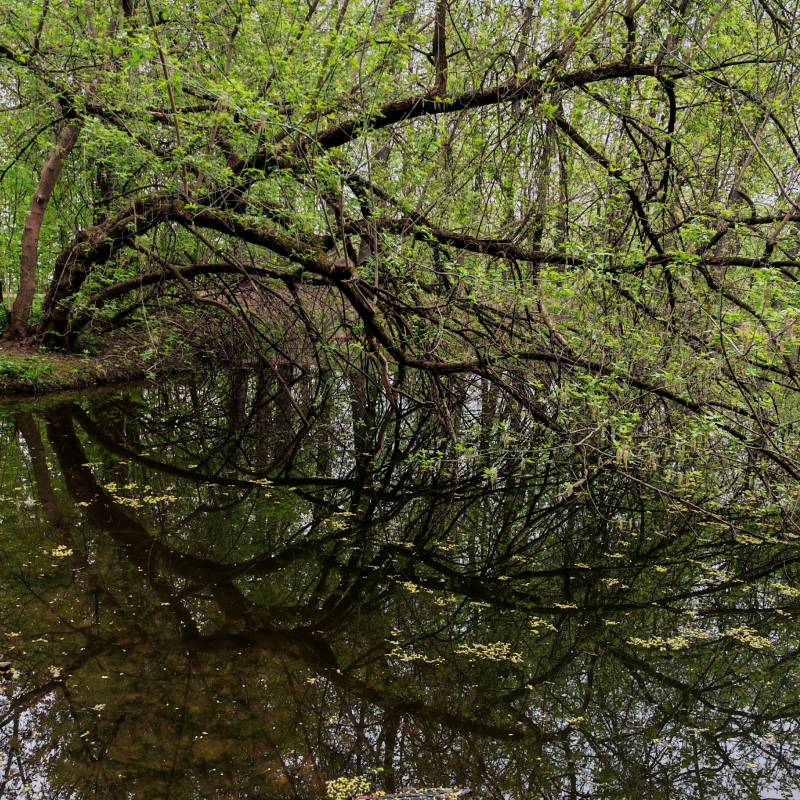 Зачарованный лес