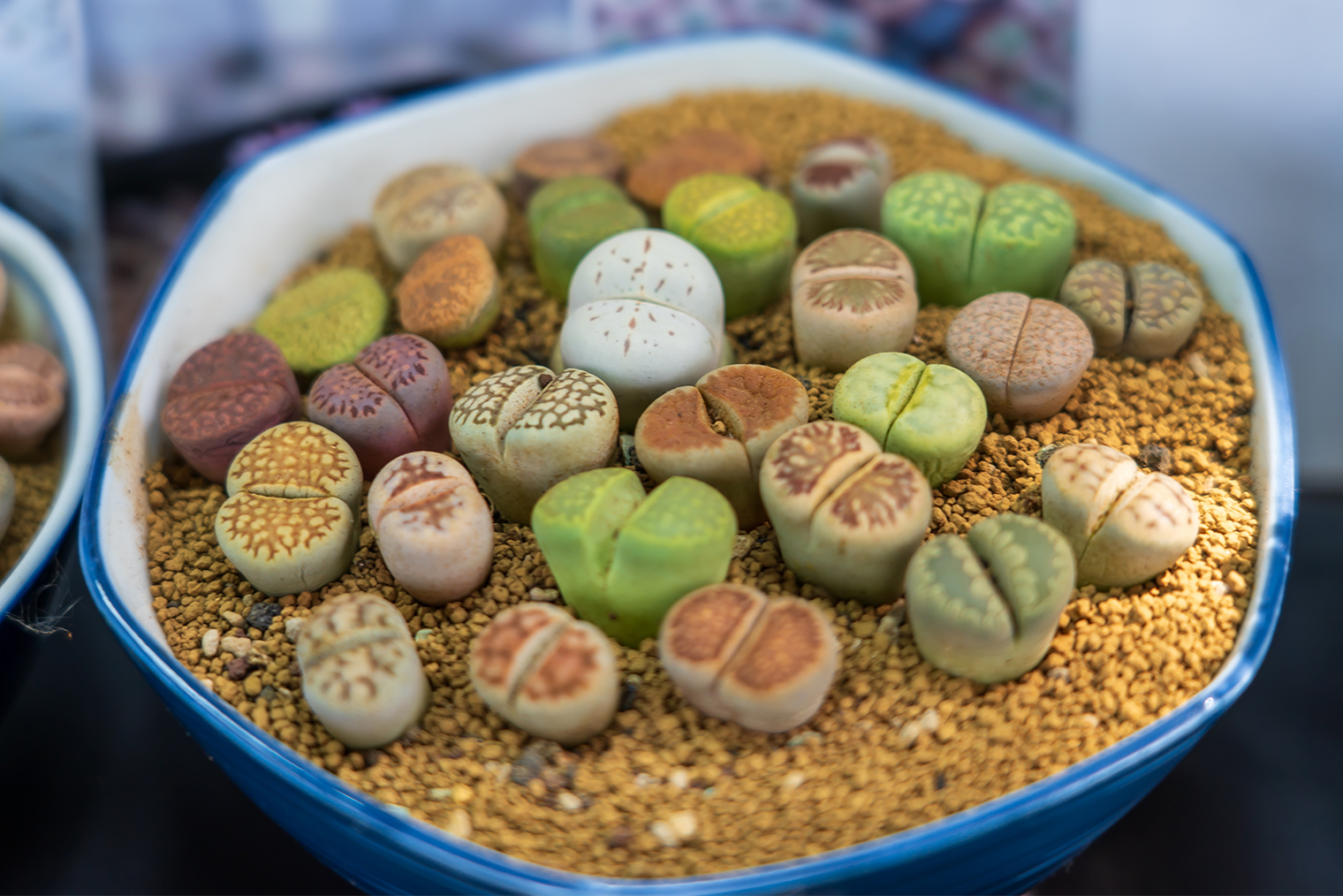 Вариант сервировки литопсов. Фотография: suttirat wiriyanon / Shutterstock / FOTODOM