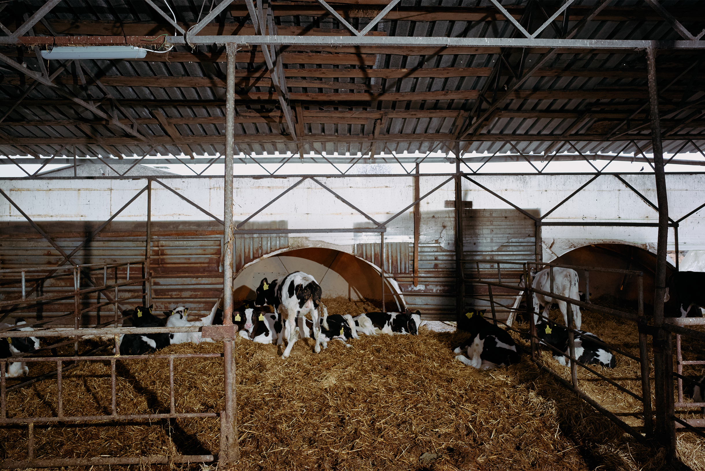 Ожидаемо все говорили: «Нет, спасибо»