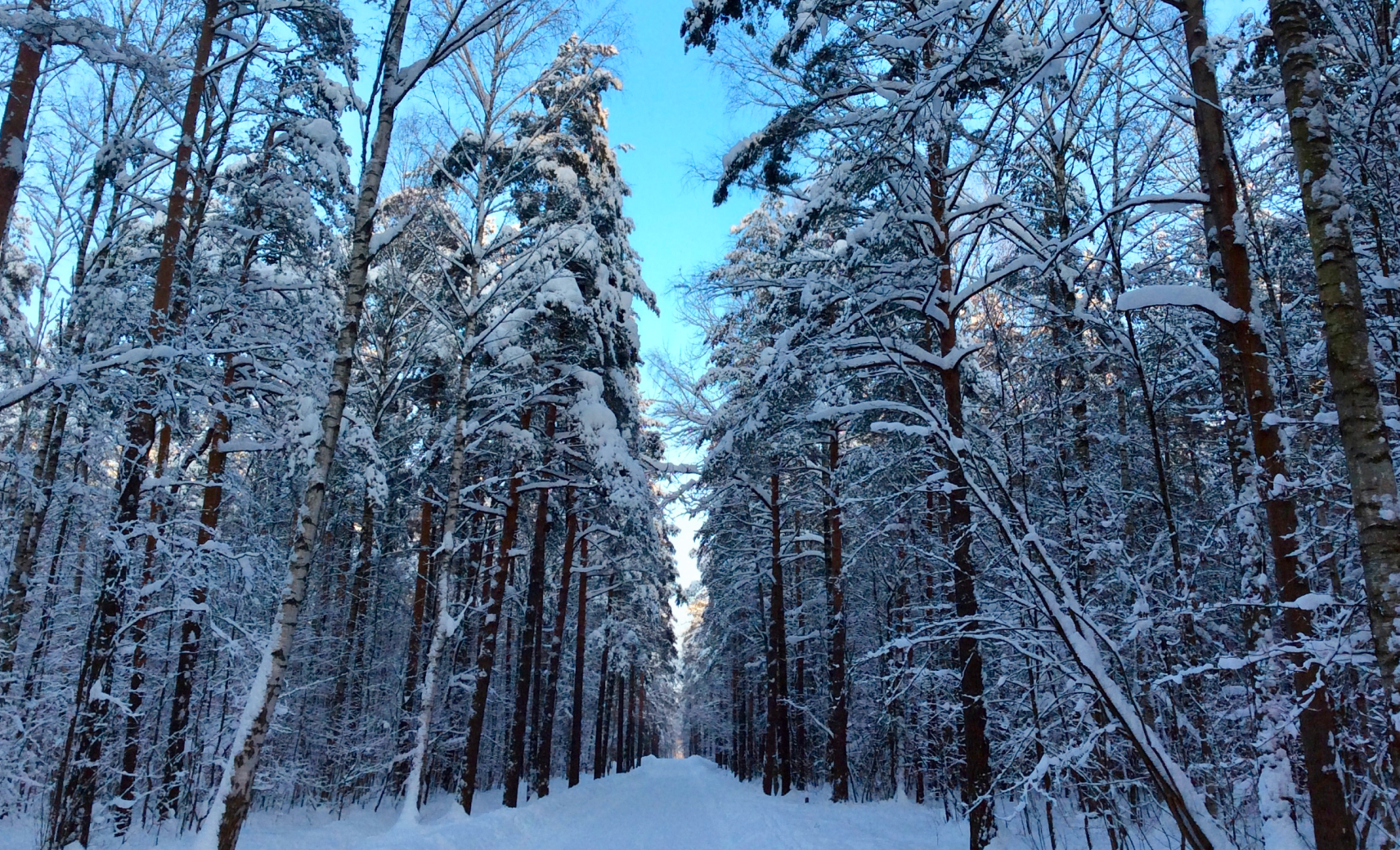 Парк «Сосновка»